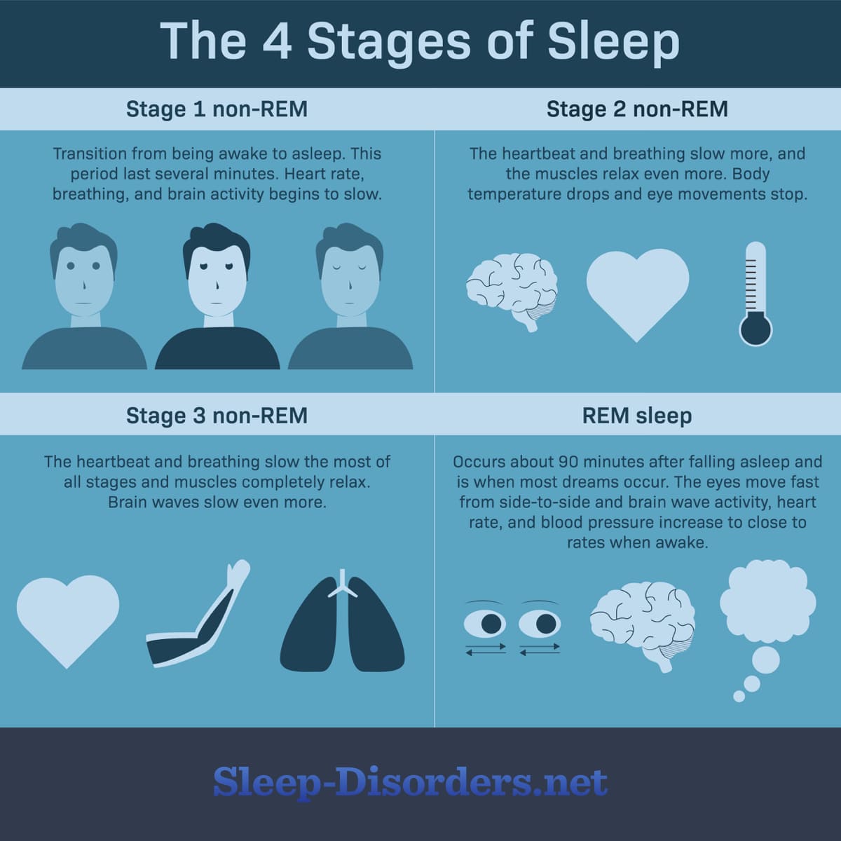 Four stages of sleep: stage 1 non-REM, stage 2 non-REM, stage 3 non-REM, stage 4 REM